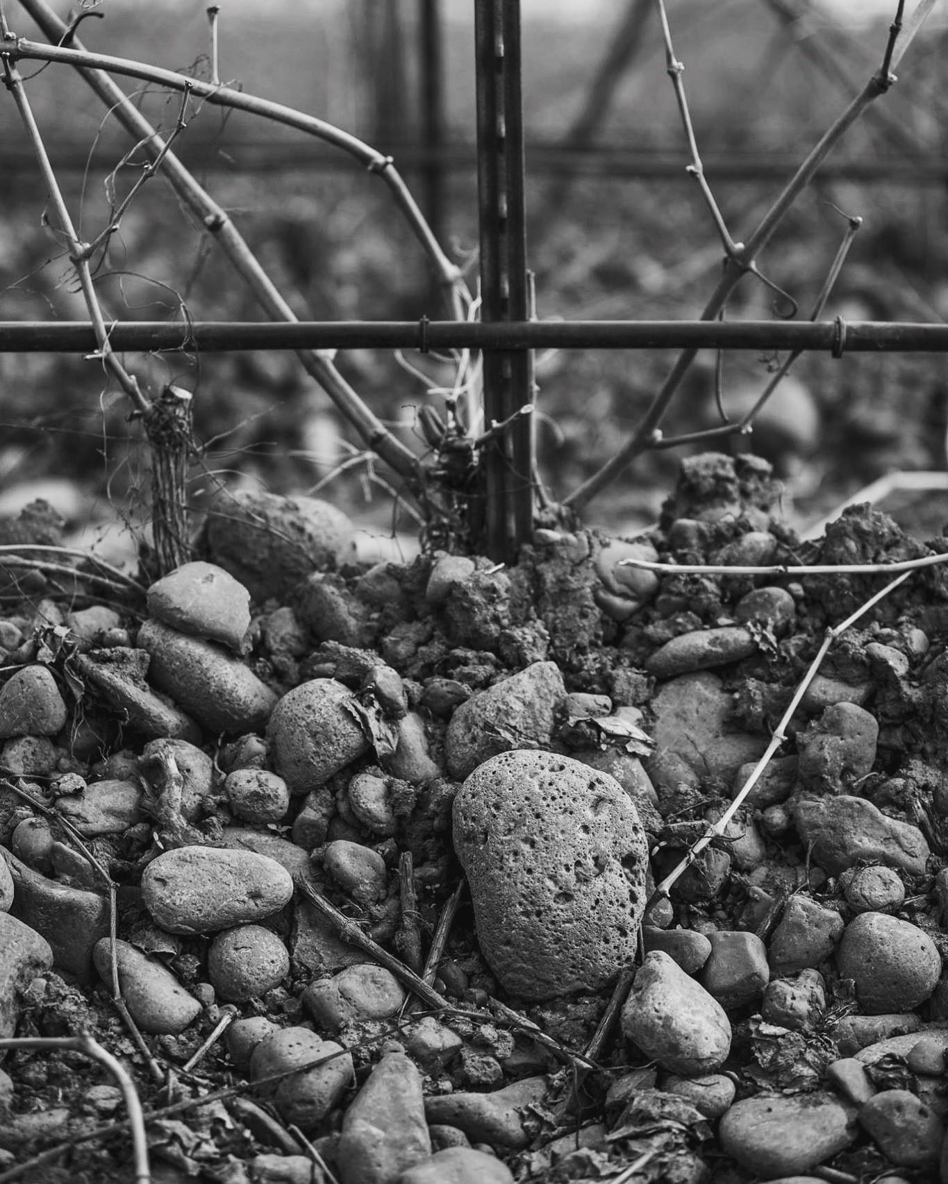 Stoney Vine