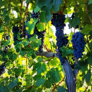 Proper Estate Vineyard